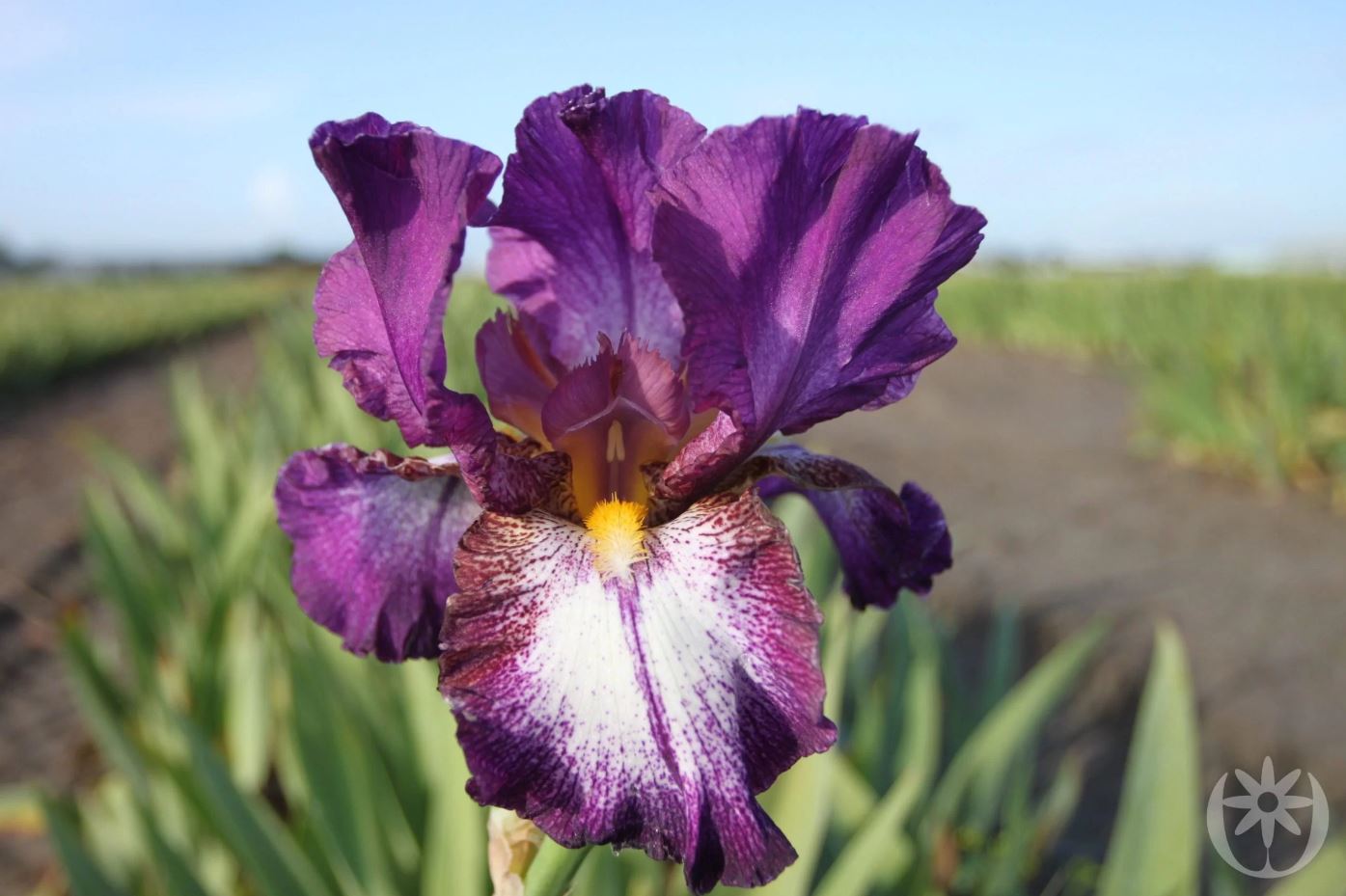 Iris germanica 'Encore'